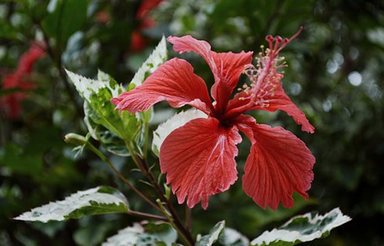 10個(gè)PR剪輯技巧，提高你的剪輯效率